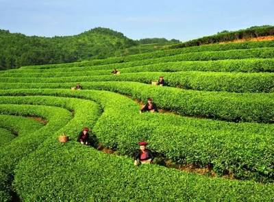 【茶·識(shí)】適制綠茶的茶樹品種類型探析
