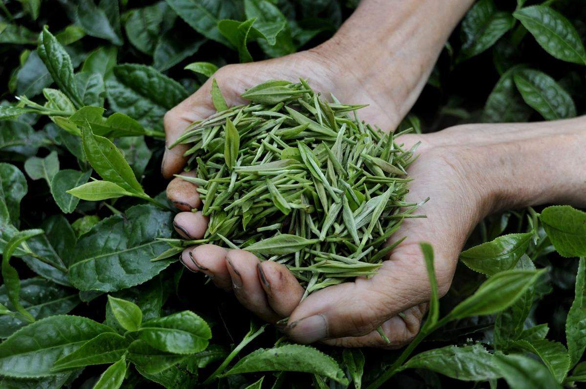 識(shí)茶筆記 六大茶類之黃茶篇（一）——探尋那抹“金鑲玉”的獨(dú)特韻味