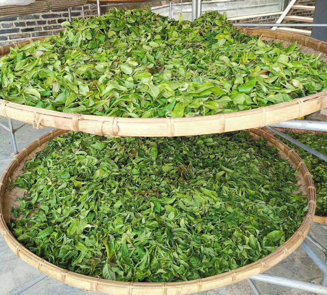 匠心傳承 普洱茶制作工藝對(duì)茶葉品質(zhì)的深刻影響